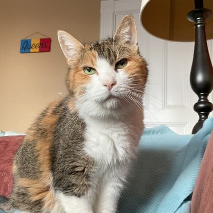 Claire - Domestic Shorthair/Mix cat available for adoption in Calgary