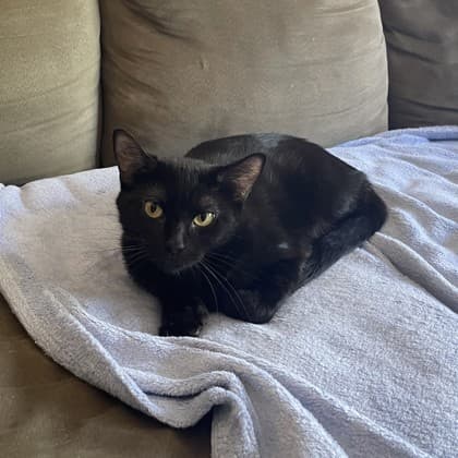 Mara - Domestic Shorthair/Mix cat available for adoption at Kingston Humane Society in Kingston