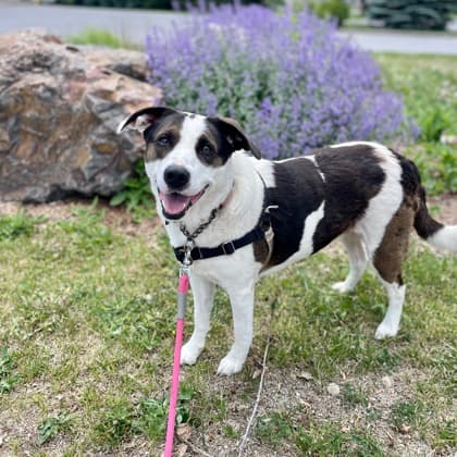 Khaos - Border Collie/Mix available for adoption at Kingston Humane Society in Kingston