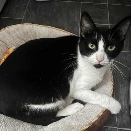 Luna - Domestic Shorthair/Mix cat available for adoption at Kingston Humane Society in Kingston
