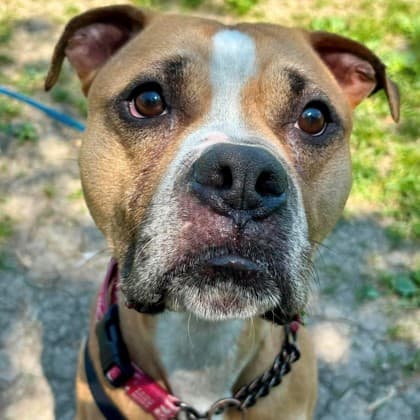Louie - Mixed Breed, Medium (up to 44 lbs fully grown)/Mix available for adoption at Kingston Humane Society in Kingston