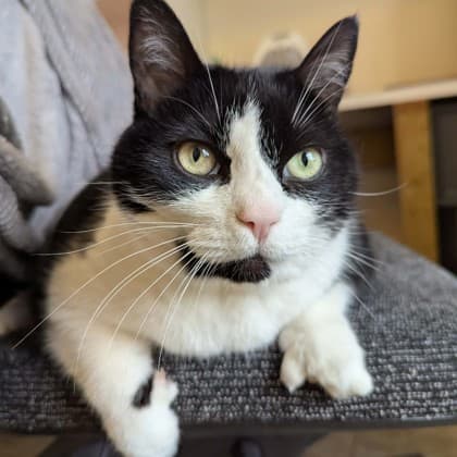 Oreo - Domestic Shorthair/Mix cat available for adoption in Calgary