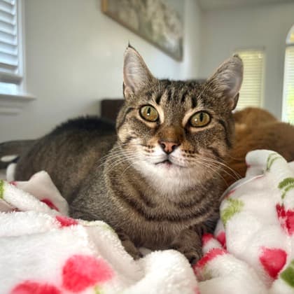 Rose - Domestic Shorthair/Mix cat available for adoption at Kingston Humane Society in Kingston