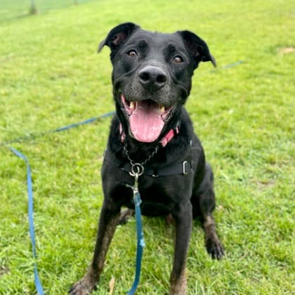 Diesel - Shepherd/Mix available for adoption at Kingston Humane Society in Kingston