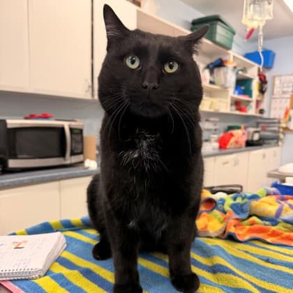 Cal - Domestic Shorthair/Mix cat available for adoption in Calgary