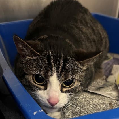 Riley - Domestic Shorthair/Mix cat available for adoption in Calgary