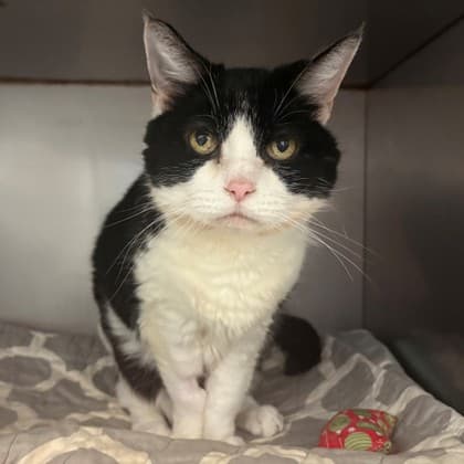 Charity - Domestic Shorthair/Mix cat available for adoption in Calgary