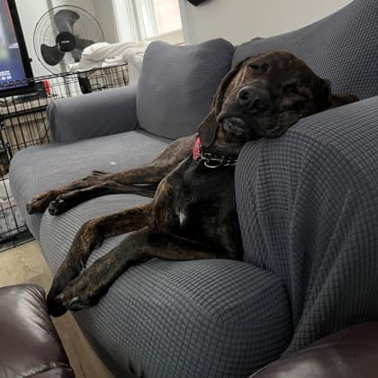 Sam - Hound/Mix available for adoption at Kingston Humane Society in Kingston