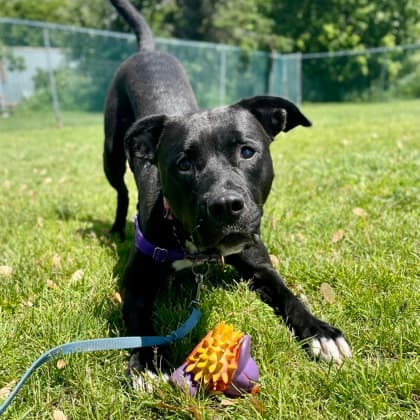 Pinot Noir - Boxer/Mix available for adoption at Kingston Humane Society in Kingston