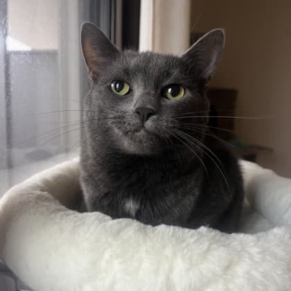 Abby - Domestic Shorthair/Mix cat available for adoption in Calgary