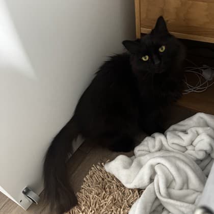Luna - Domestic Longhair/Mix cat available for adoption at Kingston Humane Society in Kingston