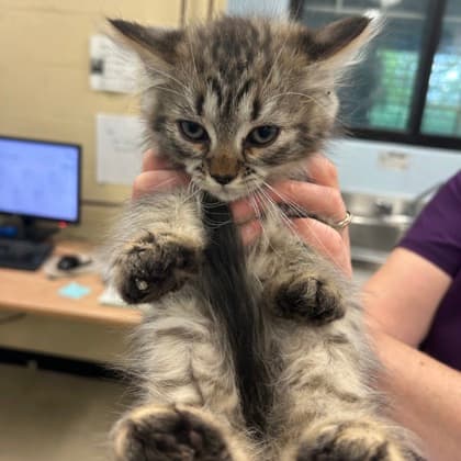 Pua - Domestic Shorthair/Mix cat available for adoption at Kingston Humane Society in Kingston