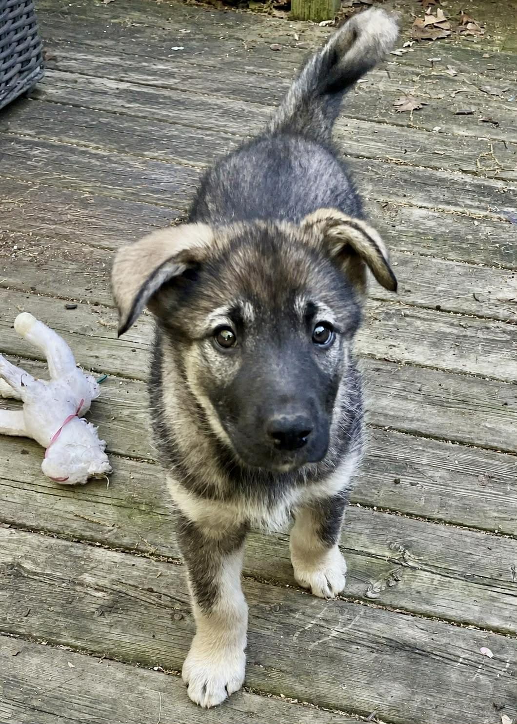 Luna - GSD/Husky Mix available for adoption at Hopeful Tails Dog Rescue in Toronto (1 of 5)
