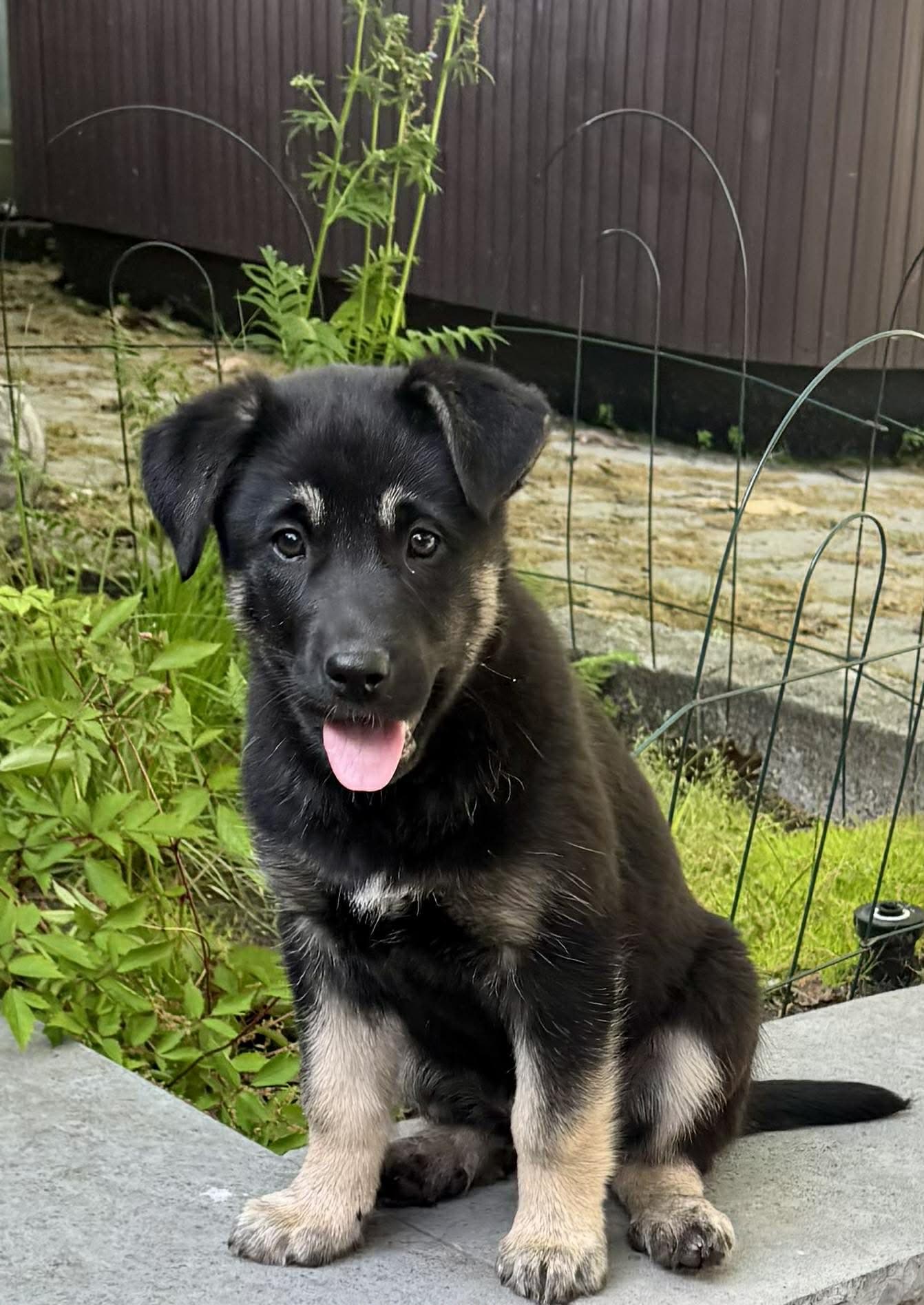 Bean - GSD/Husky Mix available for adoption at Hopeful Tails Dog Rescue in Toronto (1 of 5)