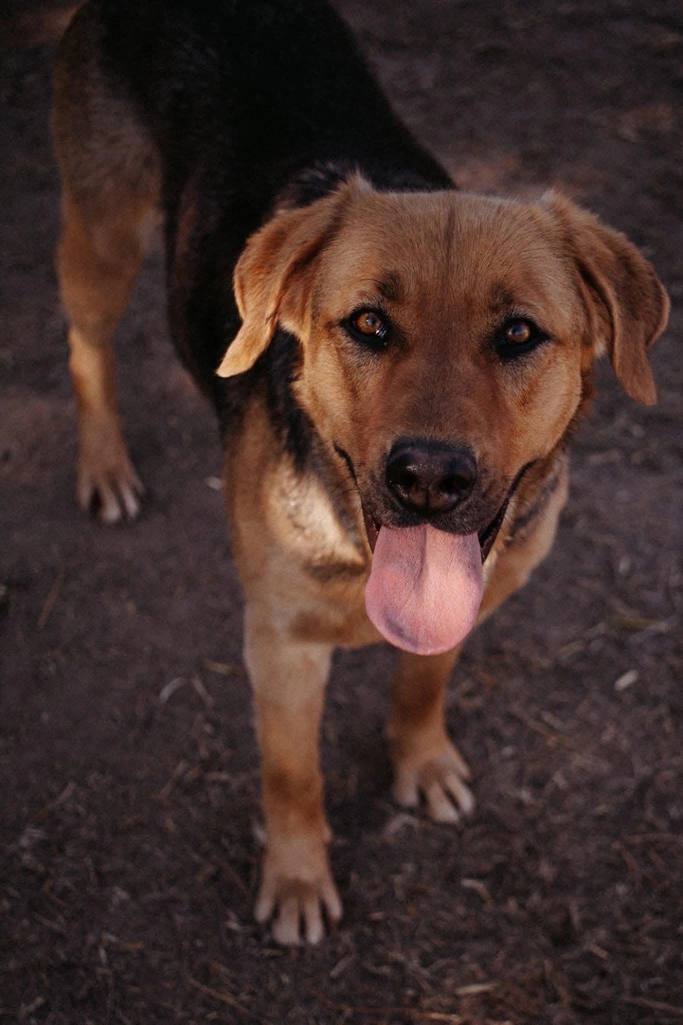 Buttertart - Shepard X Hound available for adoption at Northern Transitional Dog Rescue in Dorintosh