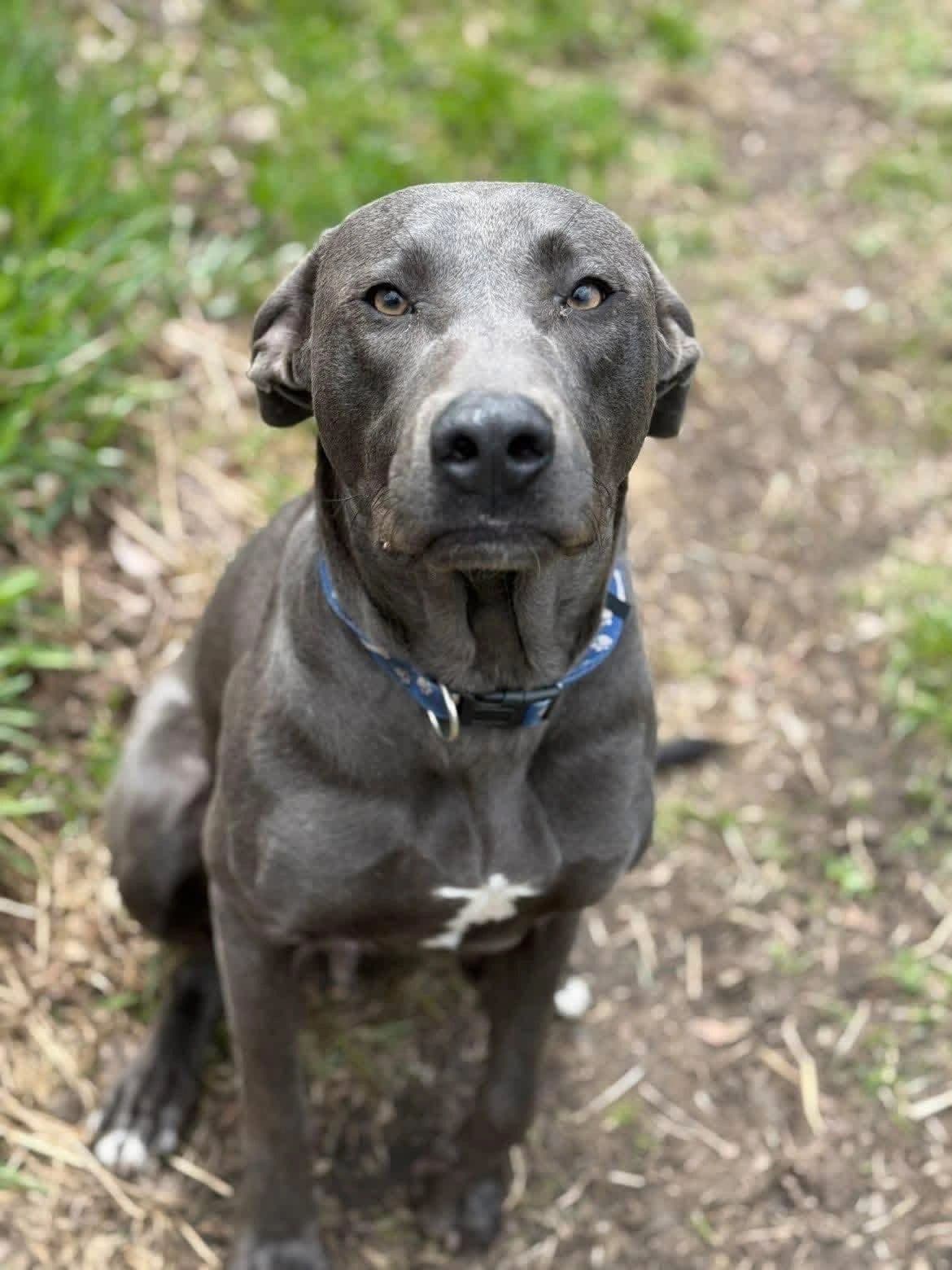 Gemini - Pitbull X Lab available for adoption