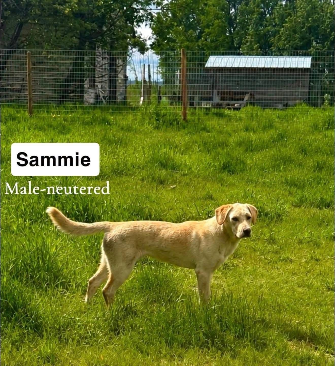 Sammie - Yellow Lab available for adoption at Northern Transitional Dog Rescue in Dorintosh