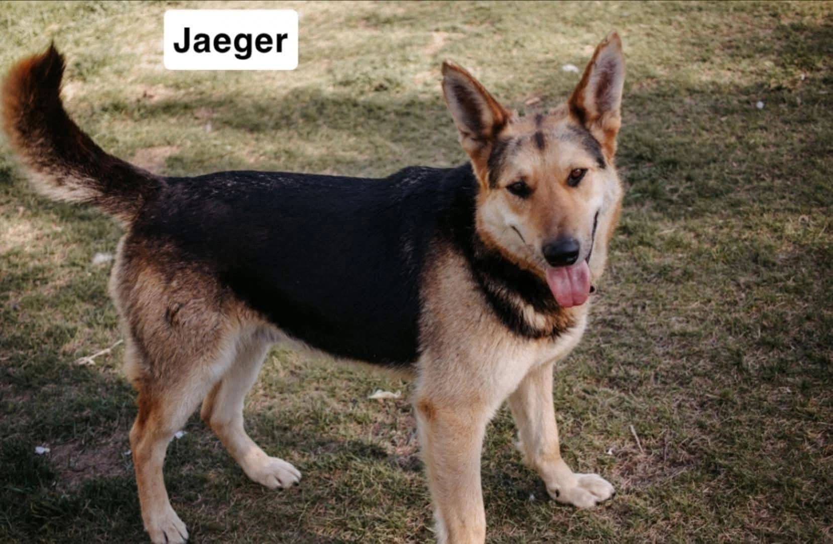 Jaegar - Mixed Breed available for adoption at Northern Transitional Dog Rescue in Dorintosh