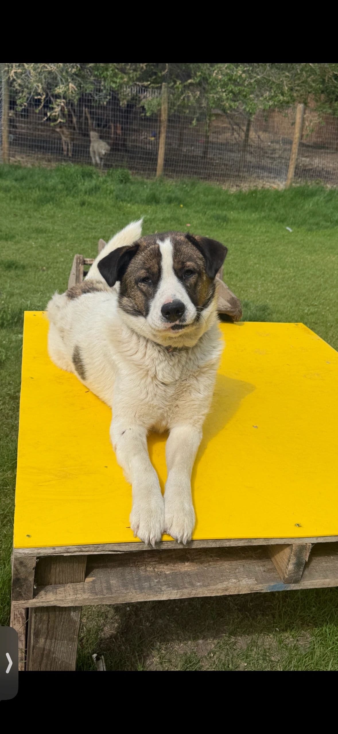 Bowser - Akita Mix available for adoption