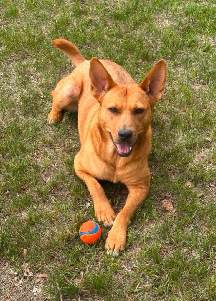 Phoebe - Mixed Breed available for adoption