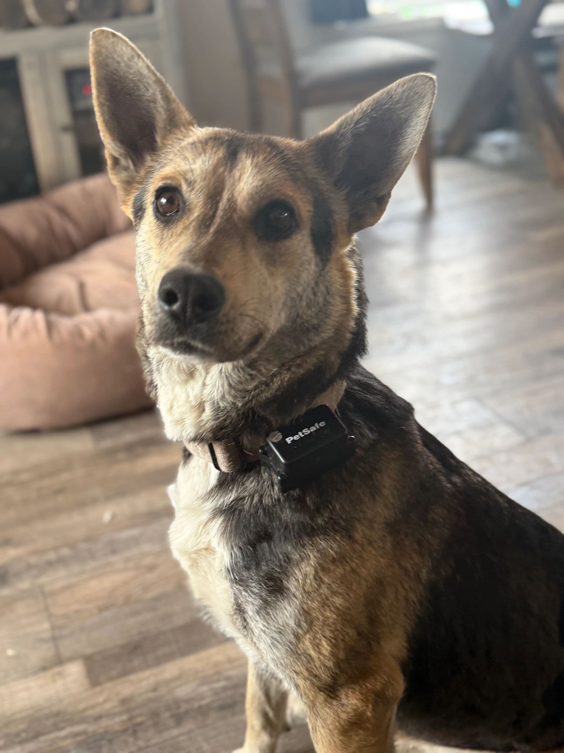 Mira - Mixed Breed available for adoption