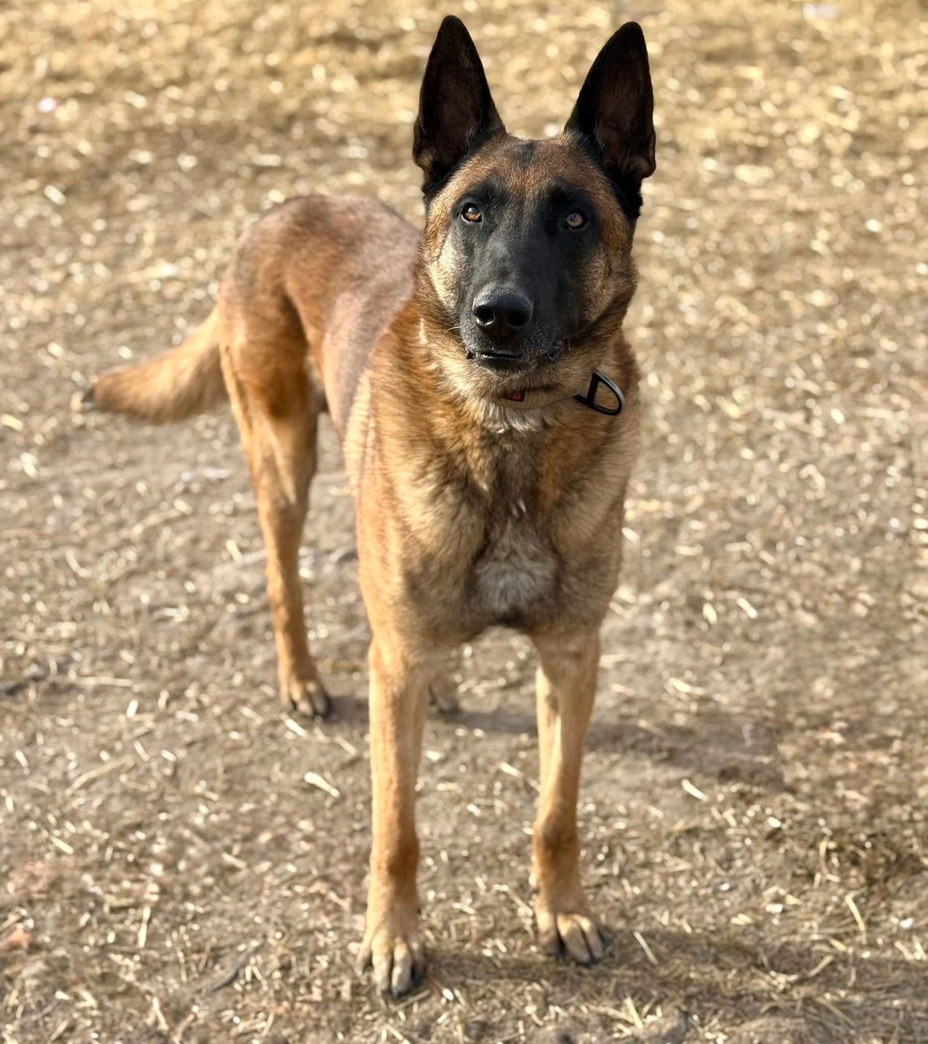 Django - Malinios X Shep available for adoption at Northern Transitional Dog Rescue in Dorintosh