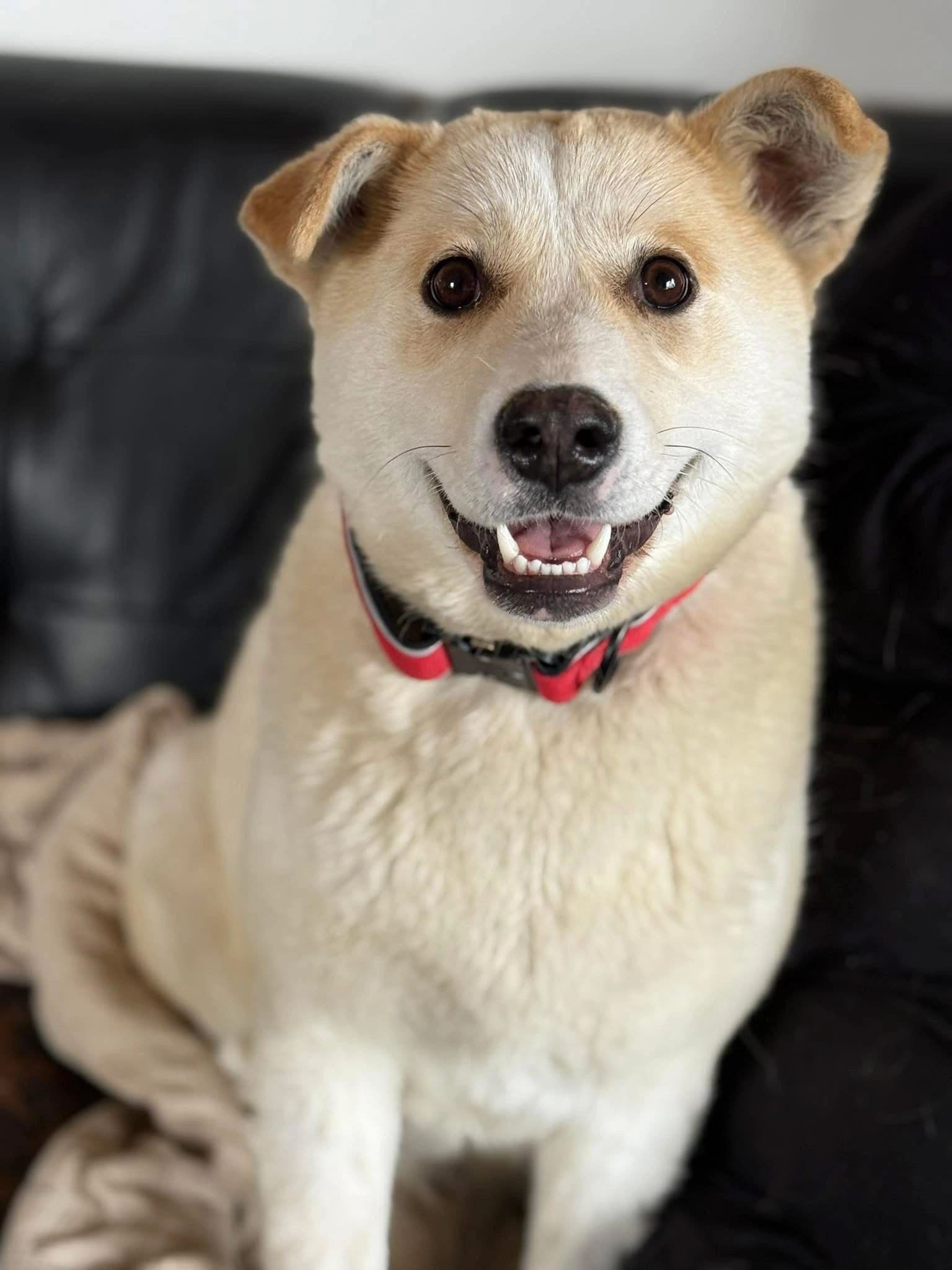 Dixie - Mixed Breed available for adoption
