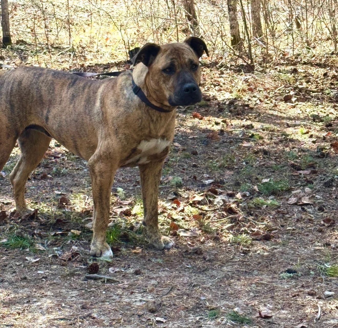 Bryn - Pitbull Mix available for adoption at Northern Transitional Dog Rescue in Dorintosh