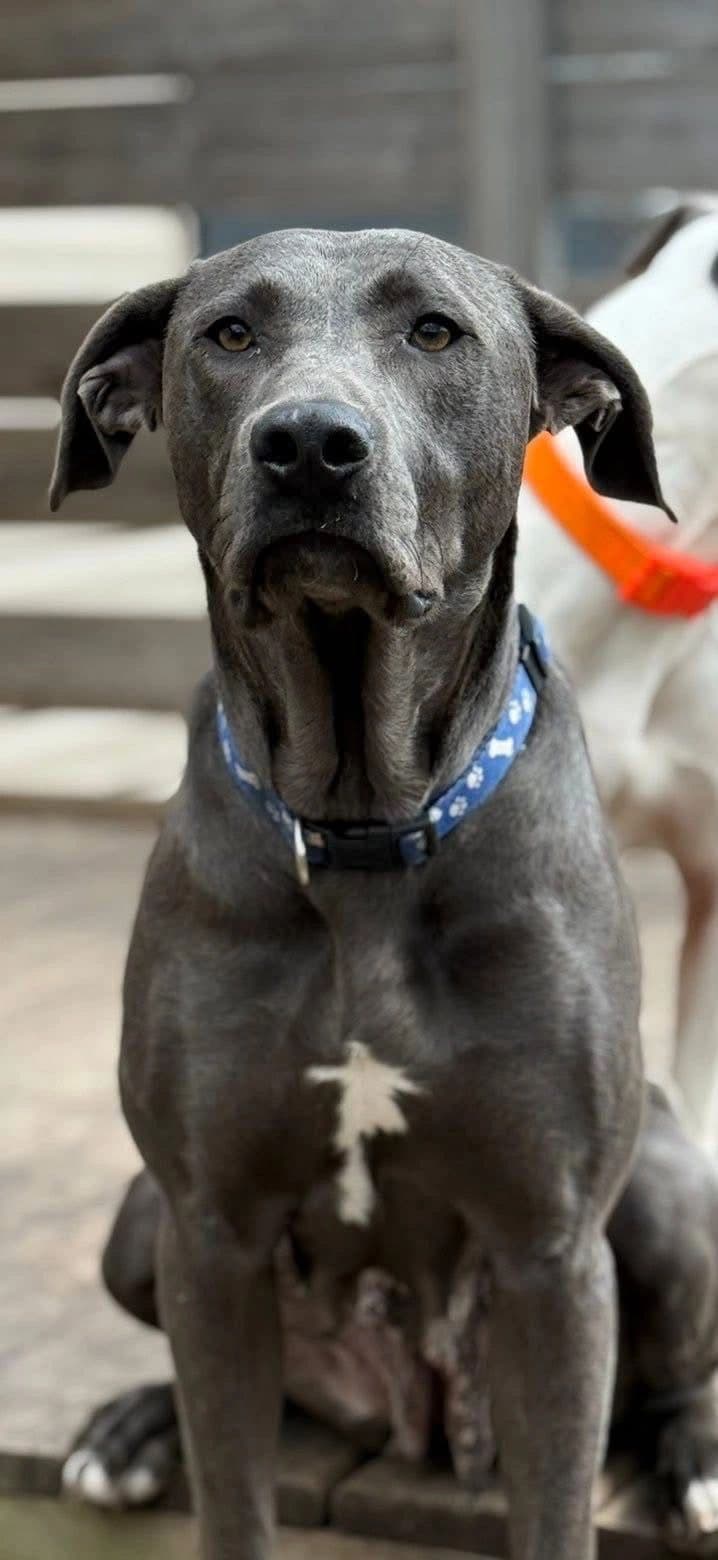Gemini - Mixed Breed available for adoption
