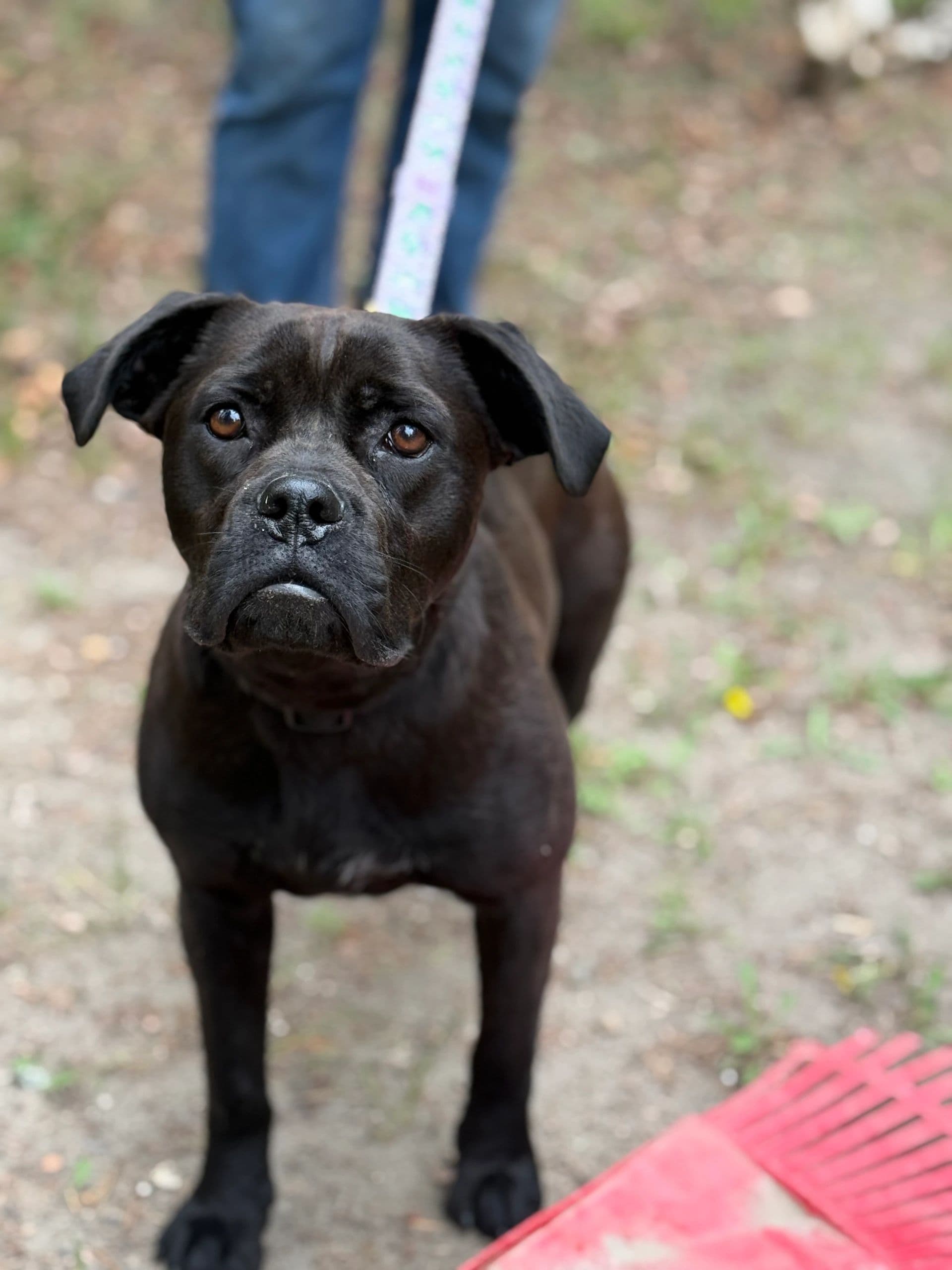 Roxy - Boxer X Rotti available for adoption
