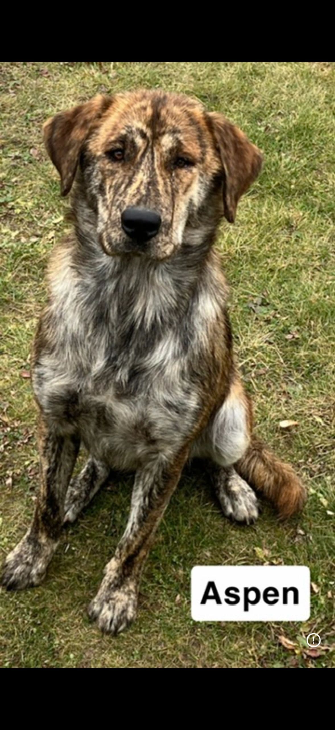 Aspen - Mixed Breed available for adoption at Northern Transitional Dog Rescue in Dorintosh