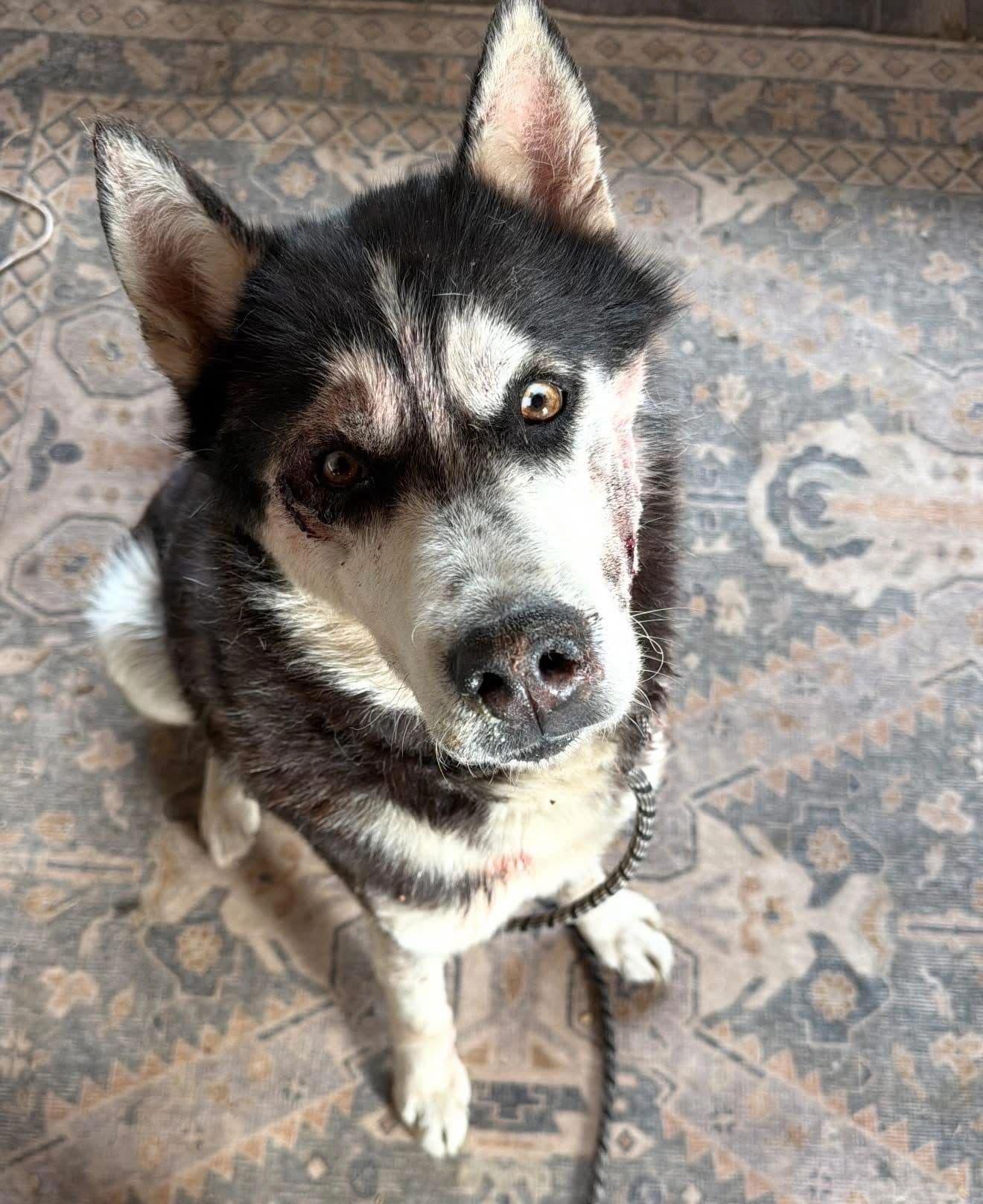 Sitka - Mixed Breed available for adoption at Northern Transitional Dog Rescue in Dorintosh