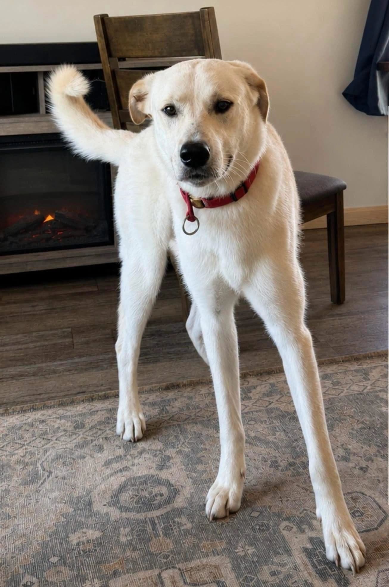 Connor - Mixed Breed available for adoption