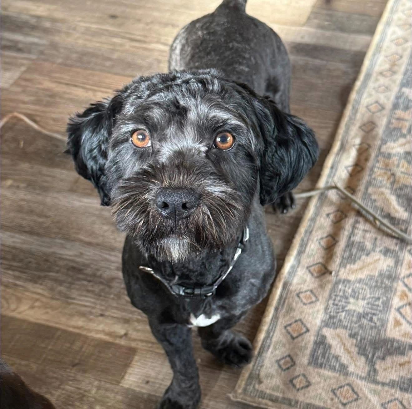 Buddy - Mixed Breed available for adoption at Northern Transitional Dog Rescue in Dorintosh