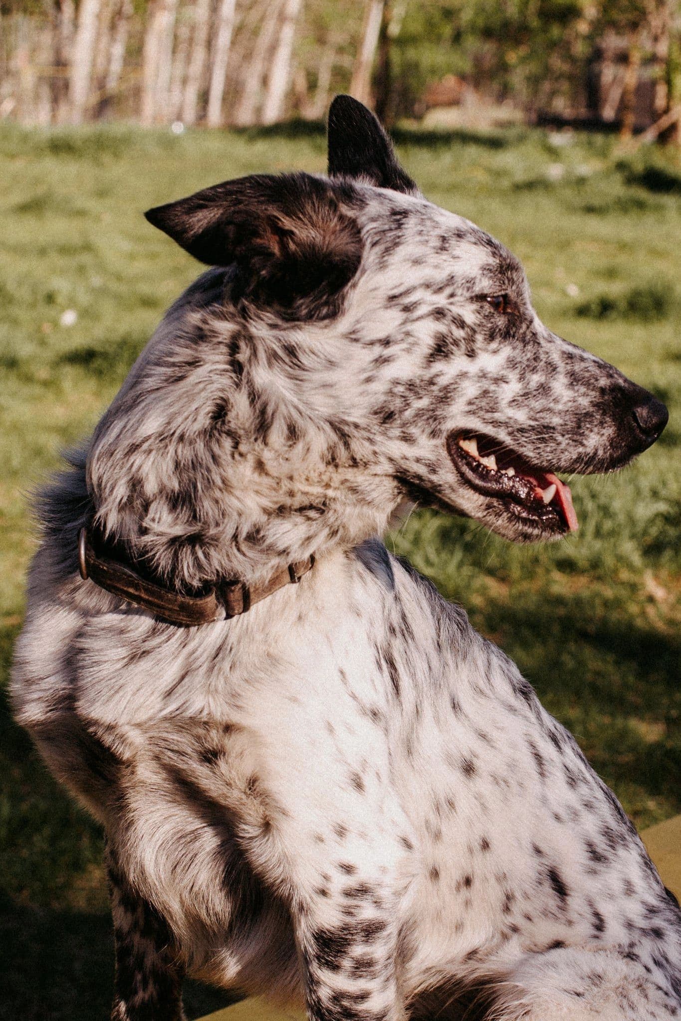 Spot - Mixed Breed available for adoption