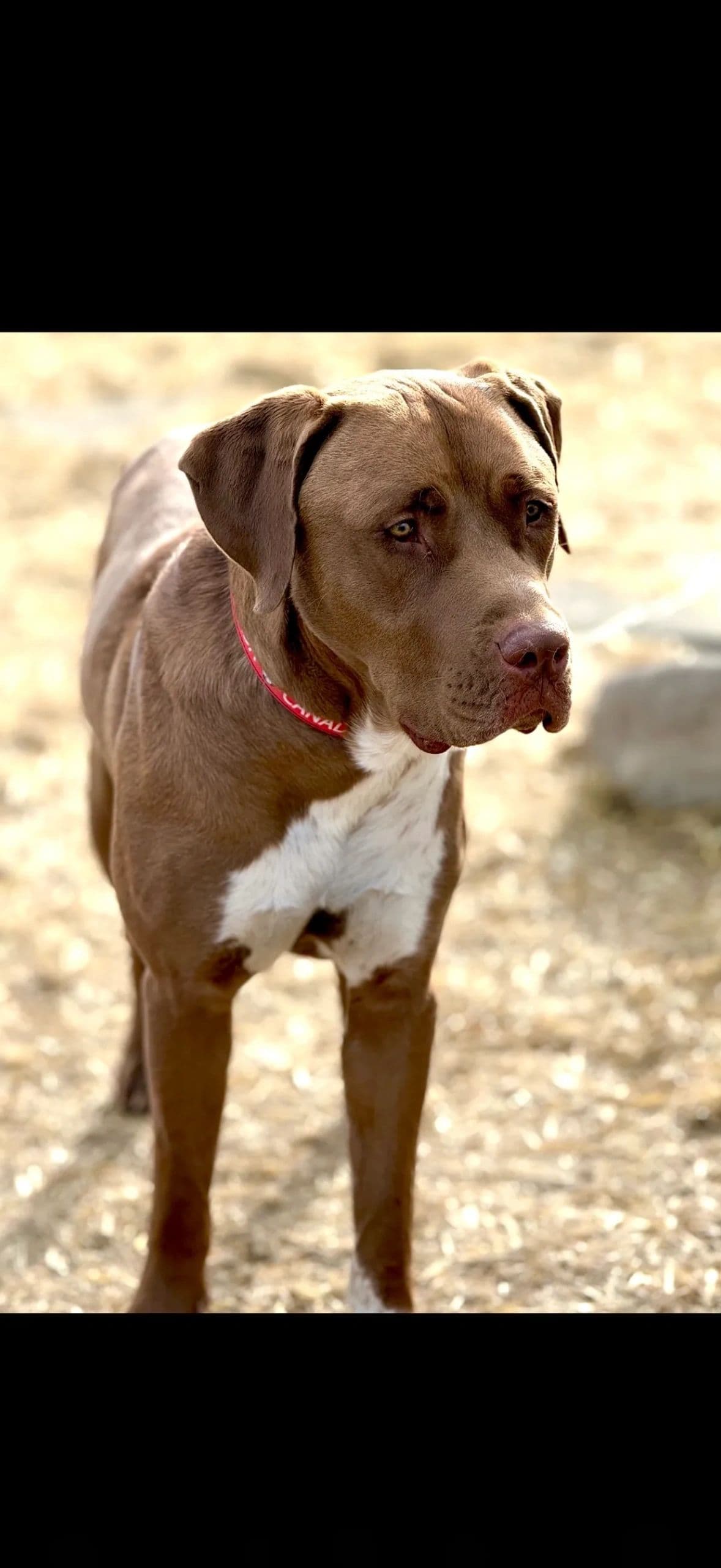 Drako - Chesapeake Bay Retriever X available for adoption