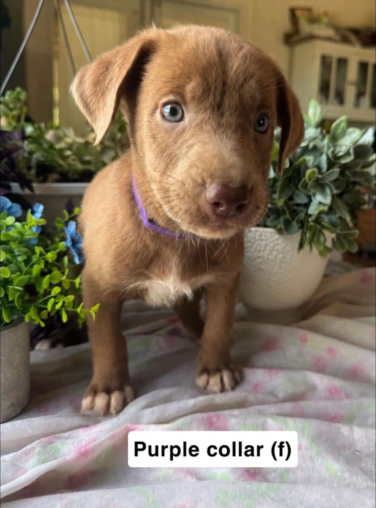 Purple Collar - Mixed Breed available for adoption