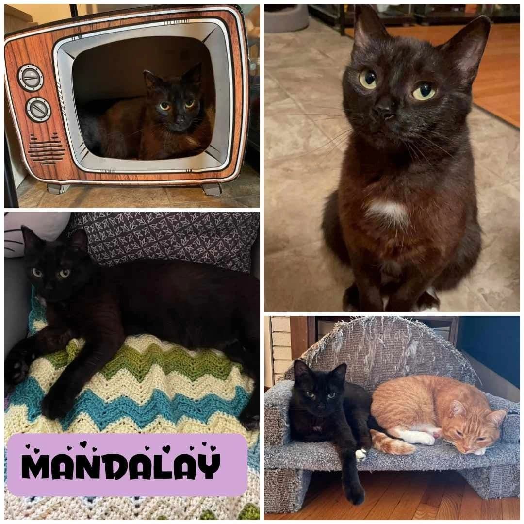 Mandalay - Domestic Short Hair cat available for adoption at Tails of Freedom Rescue in Winnipeg