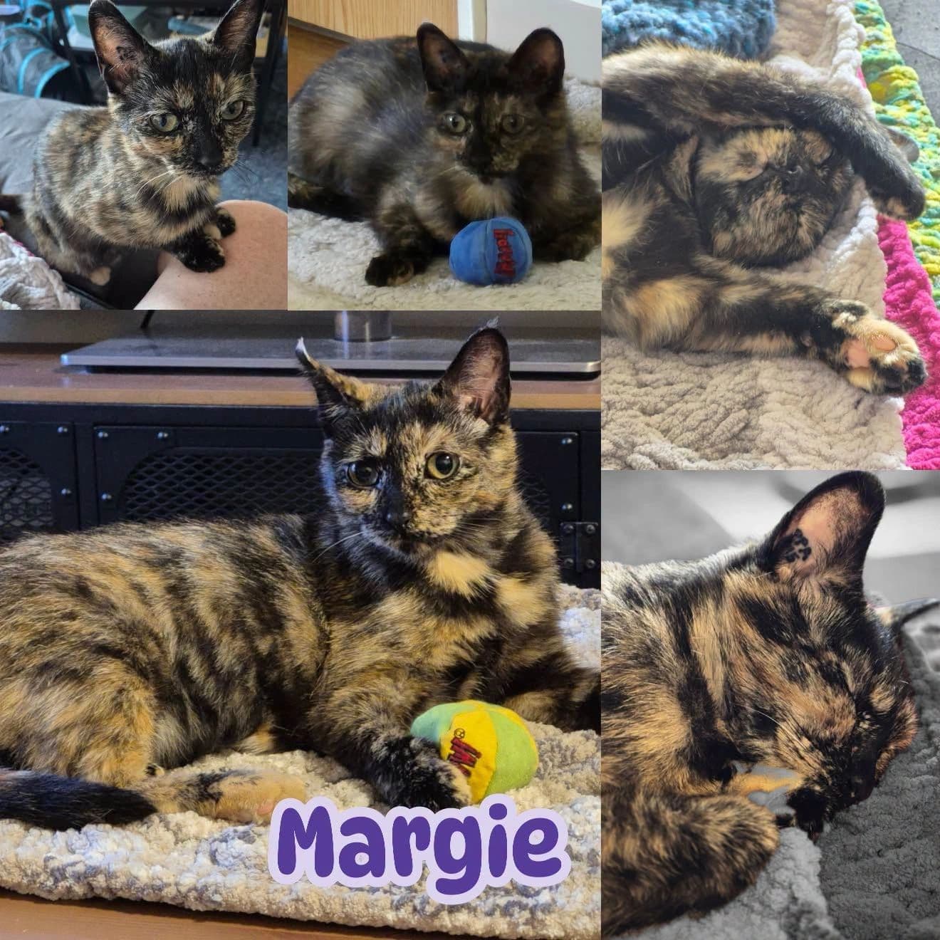 Margie - Domestic Shot Hair If you love torties, you’ll love cat available for adoption at Tails of Freedom Rescue in Winnipeg