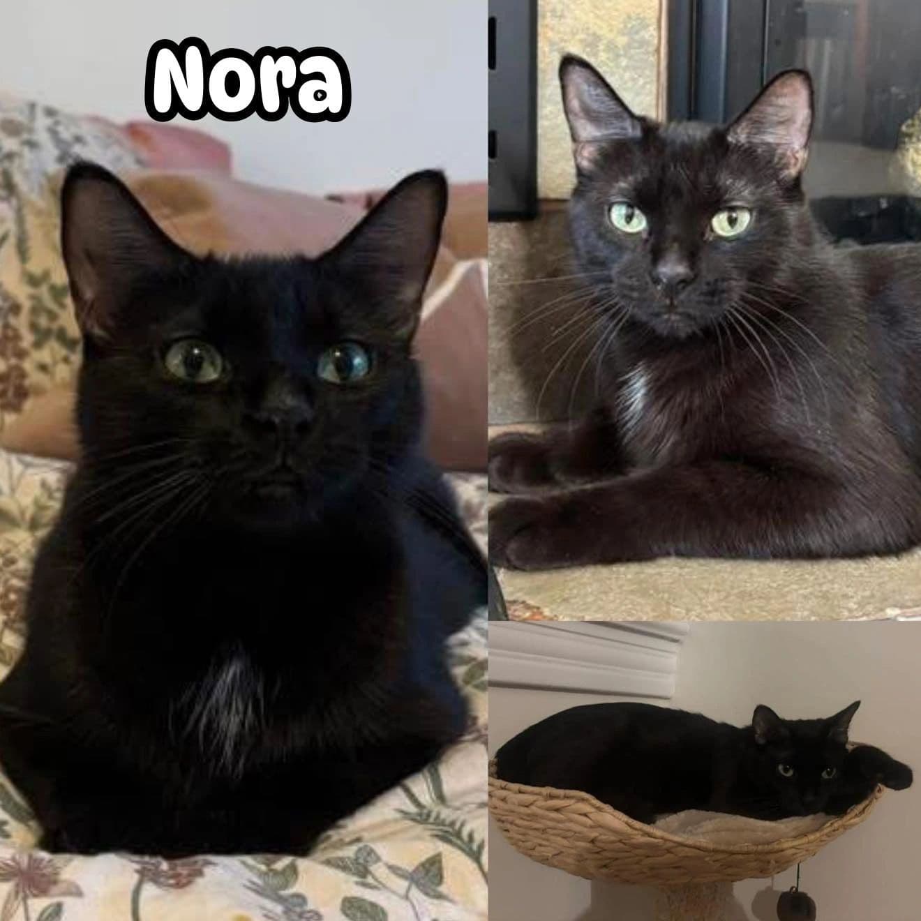Nora - Domestic Short Hair cat available for adoption at Tails of Freedom Rescue in Winnipeg