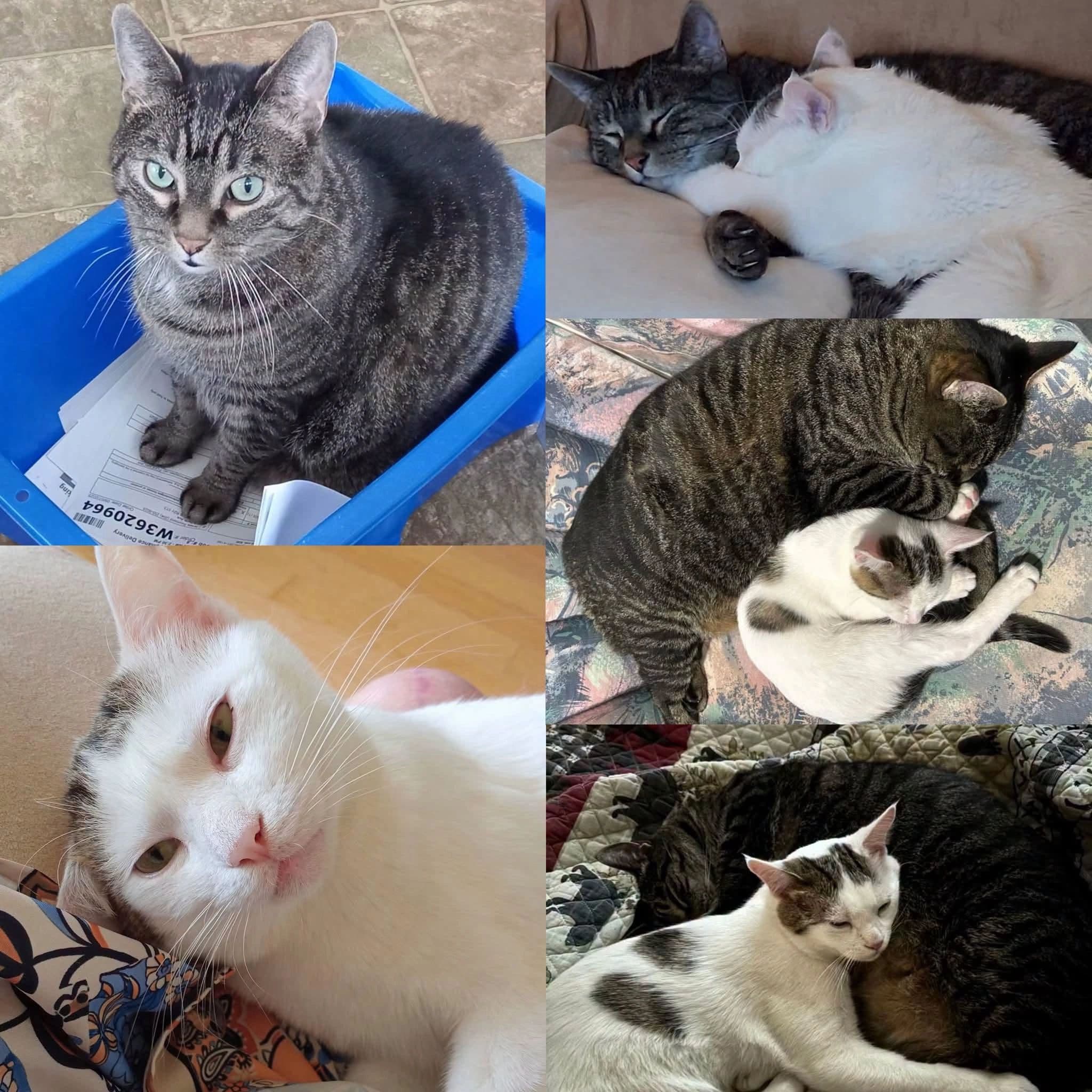 Oli & Smoochie - Domestic Shorthair cat available for adoption at Tails of Freedom Rescue in Winnipeg