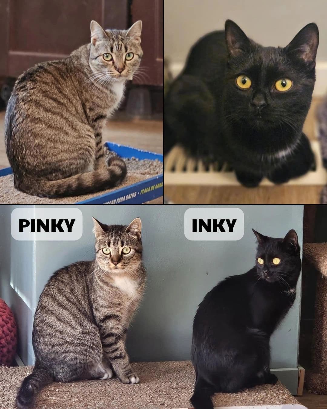Pinky & Inky - Domestic Short Hair cat available for adoption at Tails of Freedom Rescue in Winnipeg