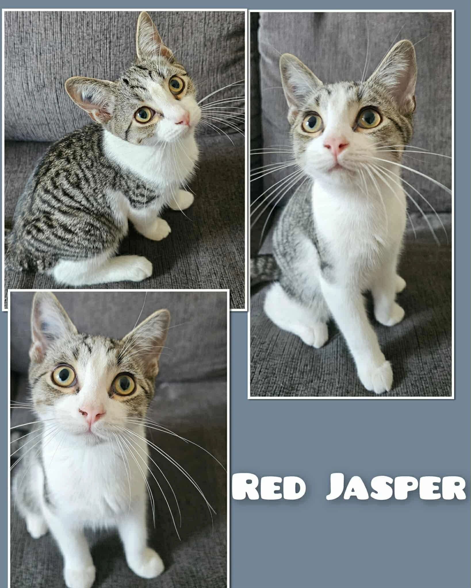Red Jasper - Domestic Short Hair cat available for adoption at Tails of Freedom Rescue in Winnipeg