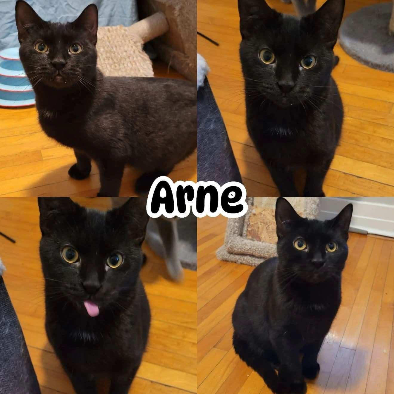 Arne - Domestic Short Hair Loving cat available for adoption at Tails of Freedom Rescue in Winnipeg