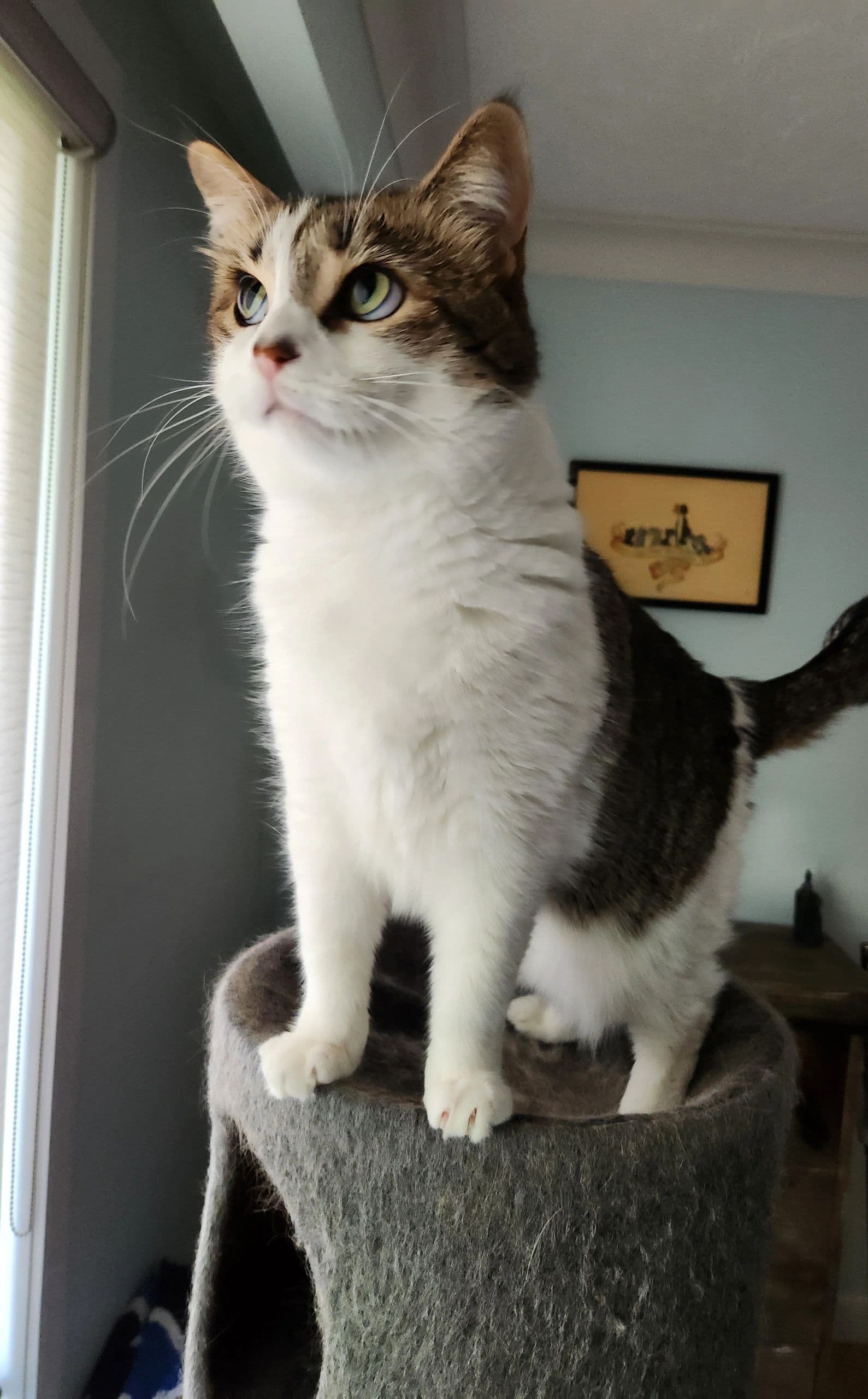 Cait - Domestic Short Hair cat available for adoption at Tails of Freedom Rescue in Winnipeg