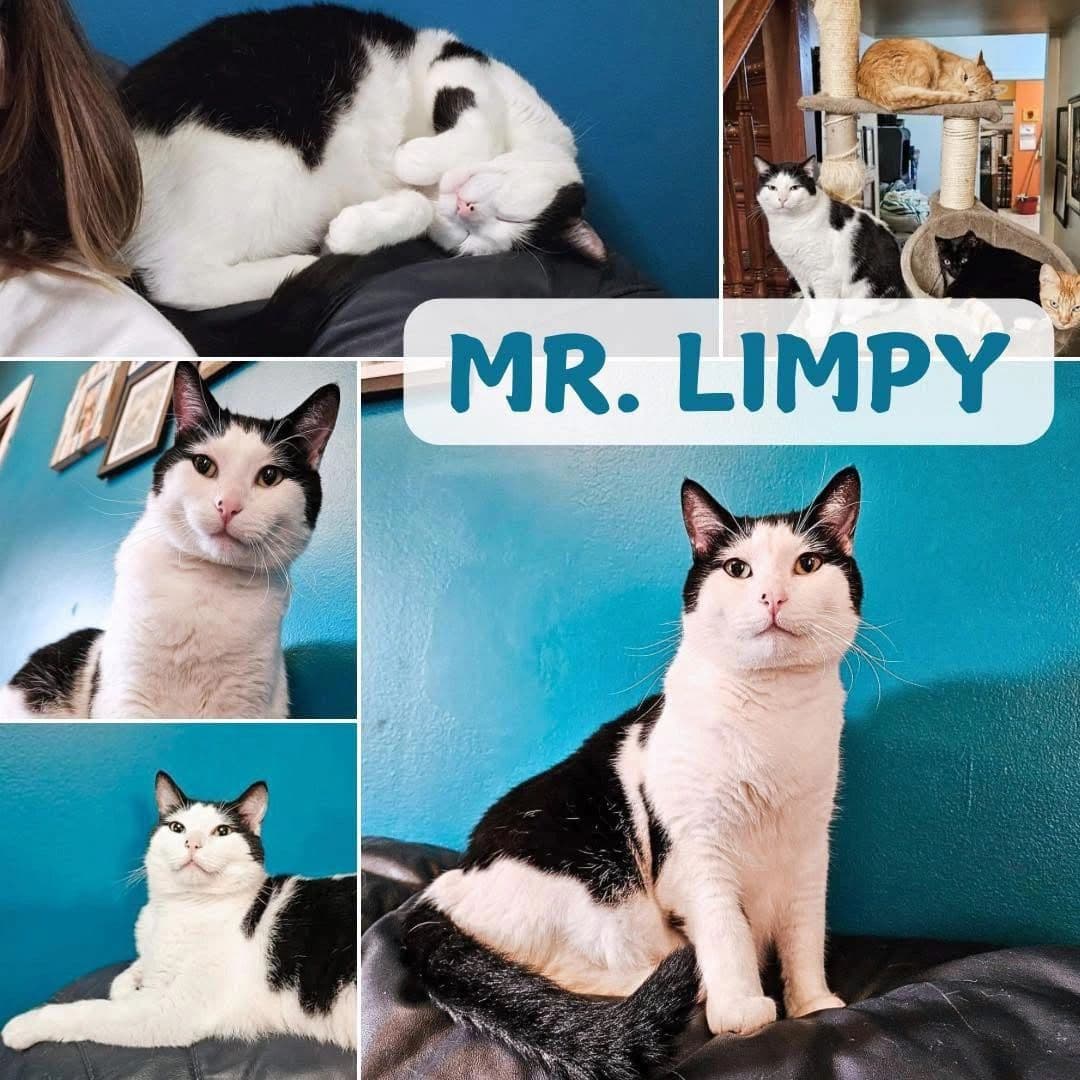 Mr Limpy - Domestic Short Hair cat available for adoption at Tails of Freedom Rescue in Winnipeg