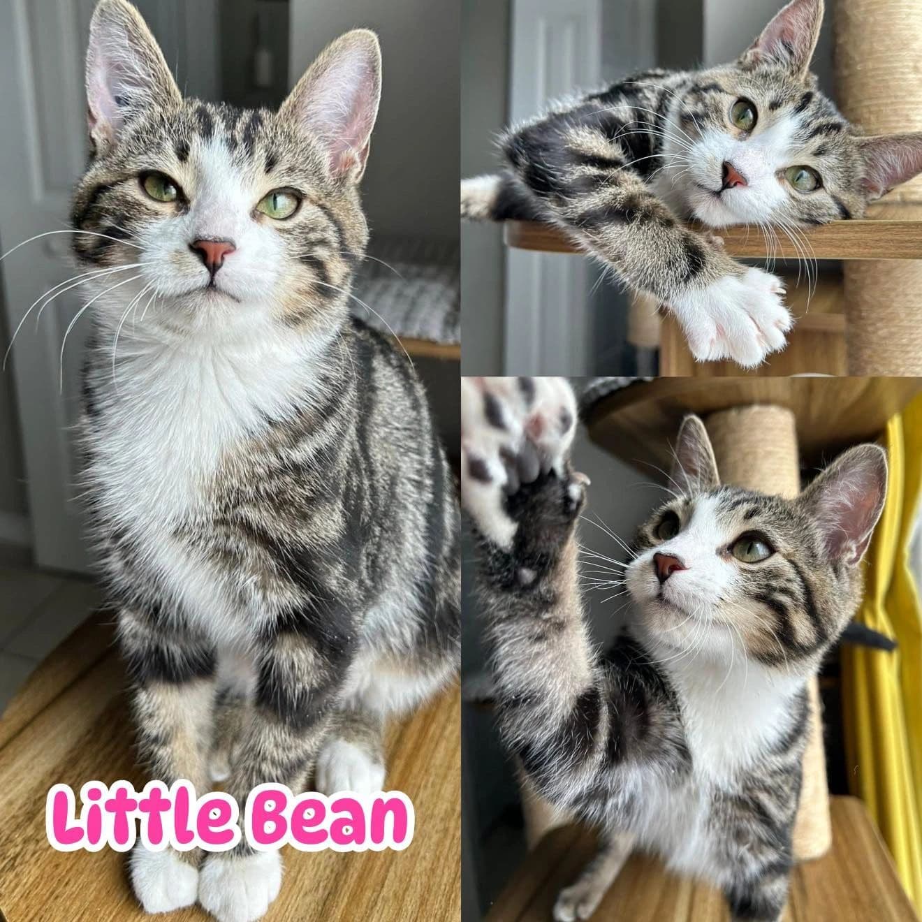 Little Bean - Domestic Short Hair Let me tell you about cat available for adoption at Tails of Freedom Rescue in Winnipeg