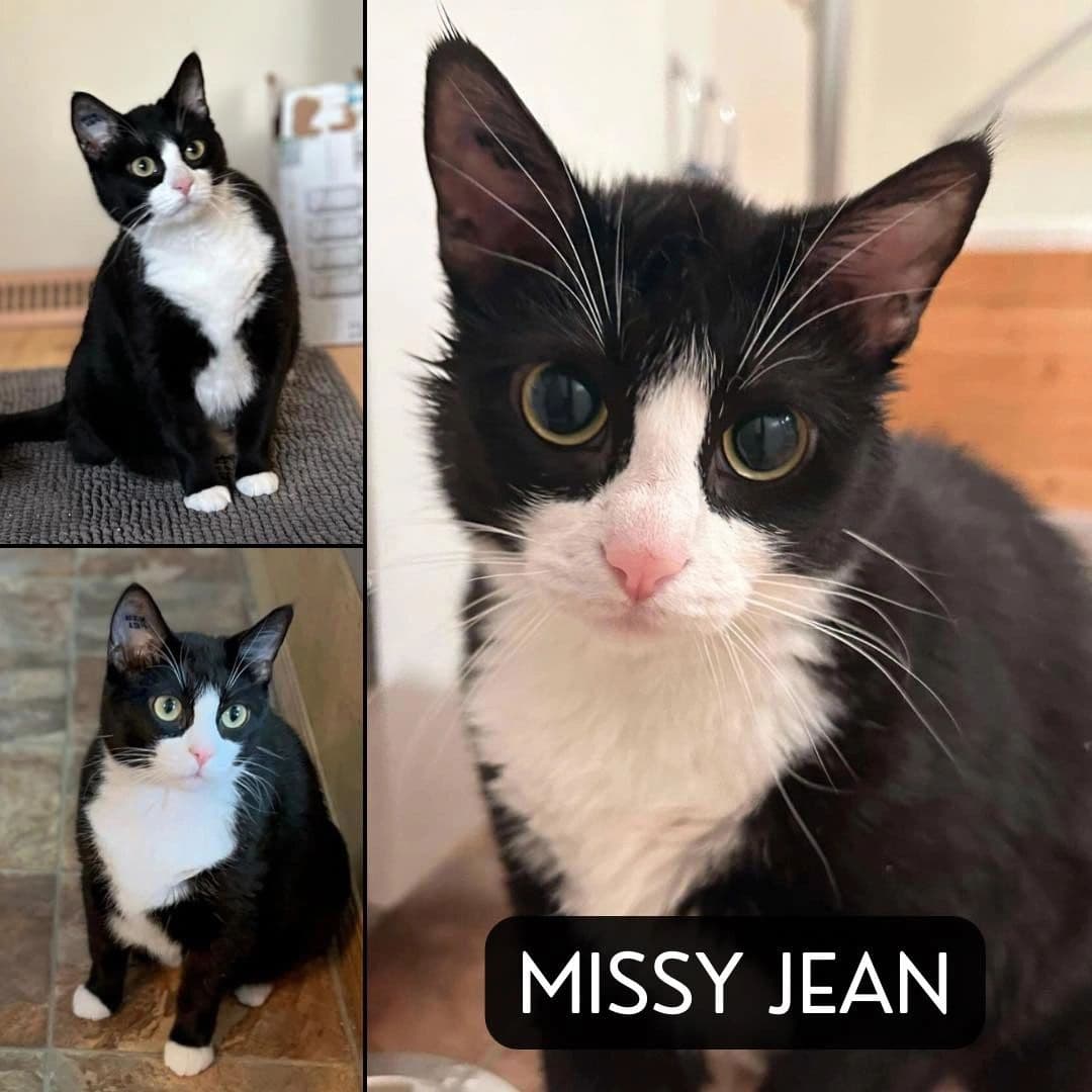 Missy Jean - Domestic Short Hair available for adoption