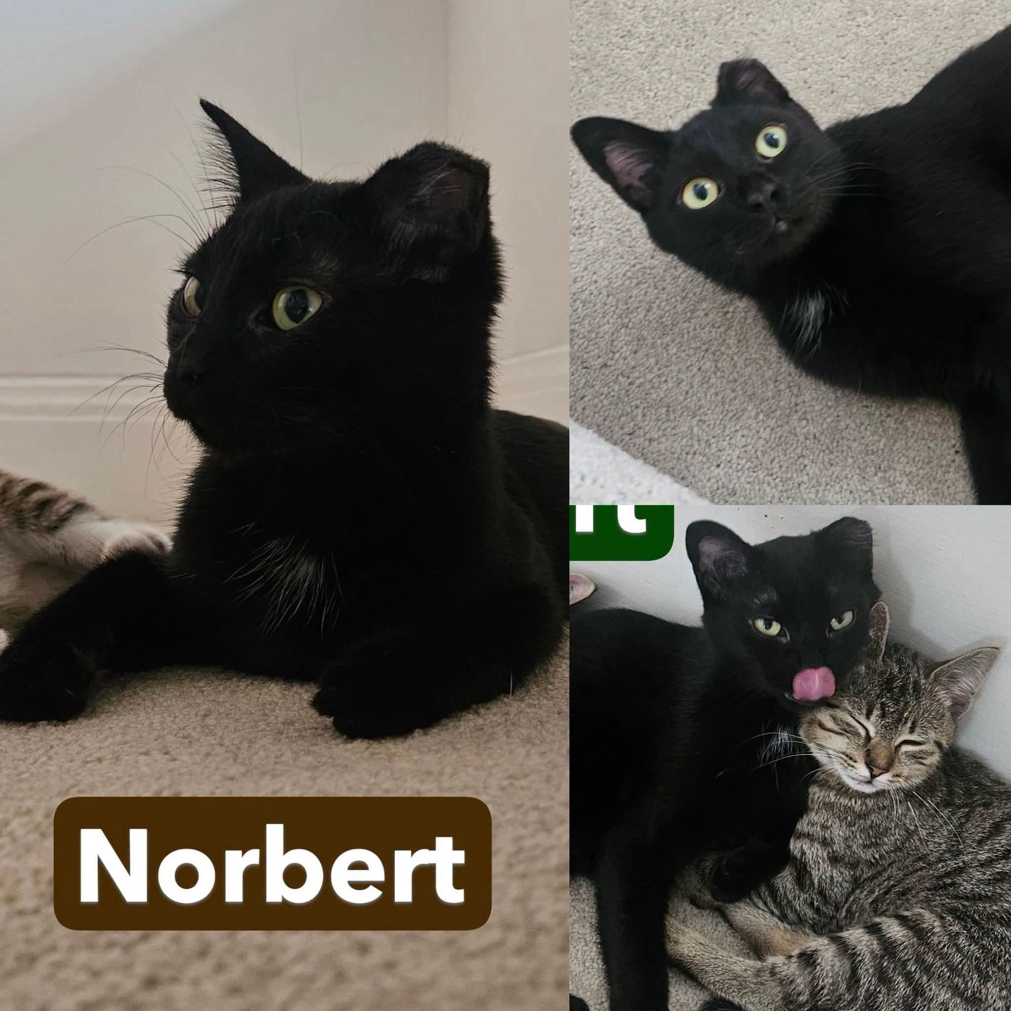 Norbert - Domestic Shot Hair cat available for adoption at Tails of Freedom Rescue in Winnipeg