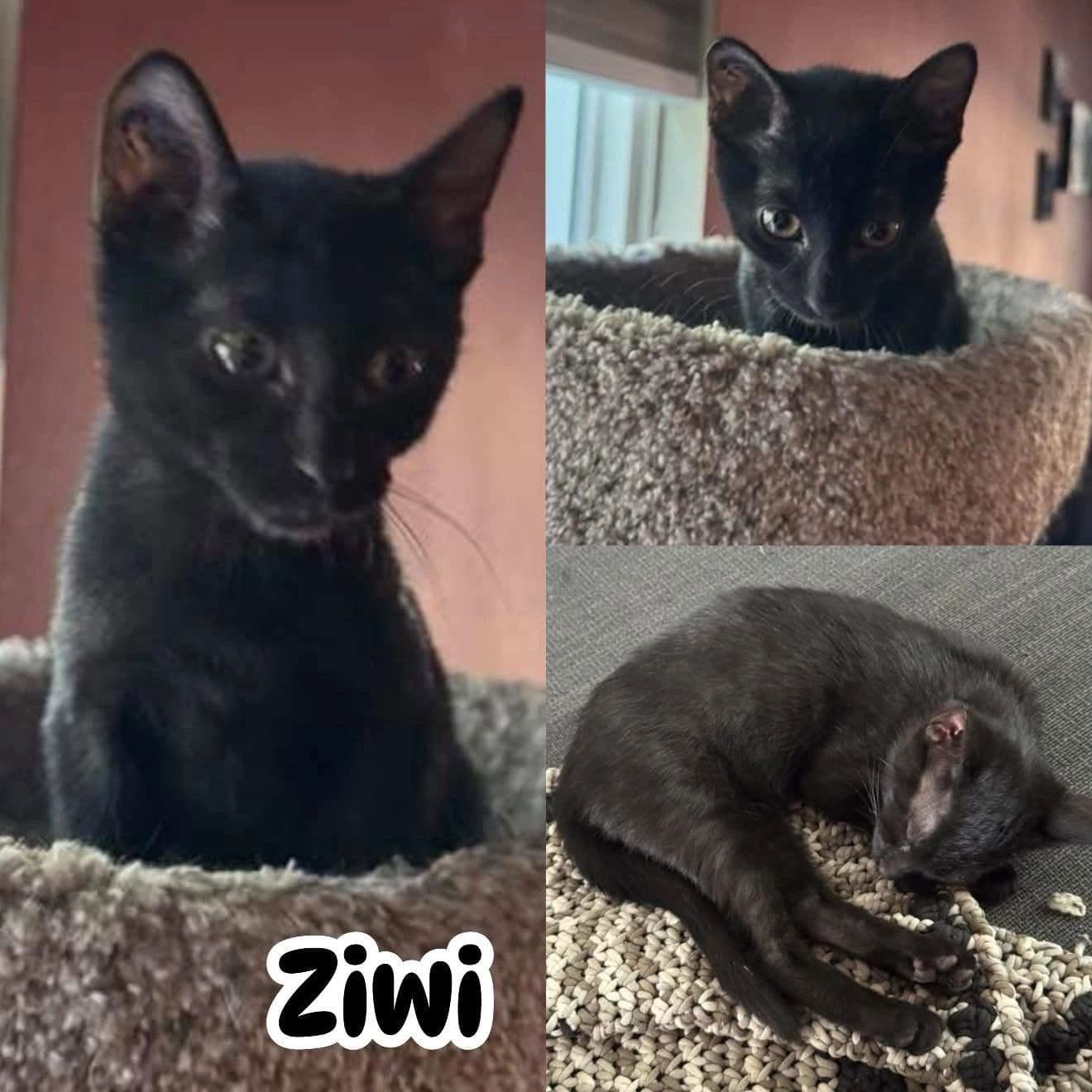 Ziwi - Domestic Short Hair cat available for adoption at Tails of Freedom Rescue in Winnipeg